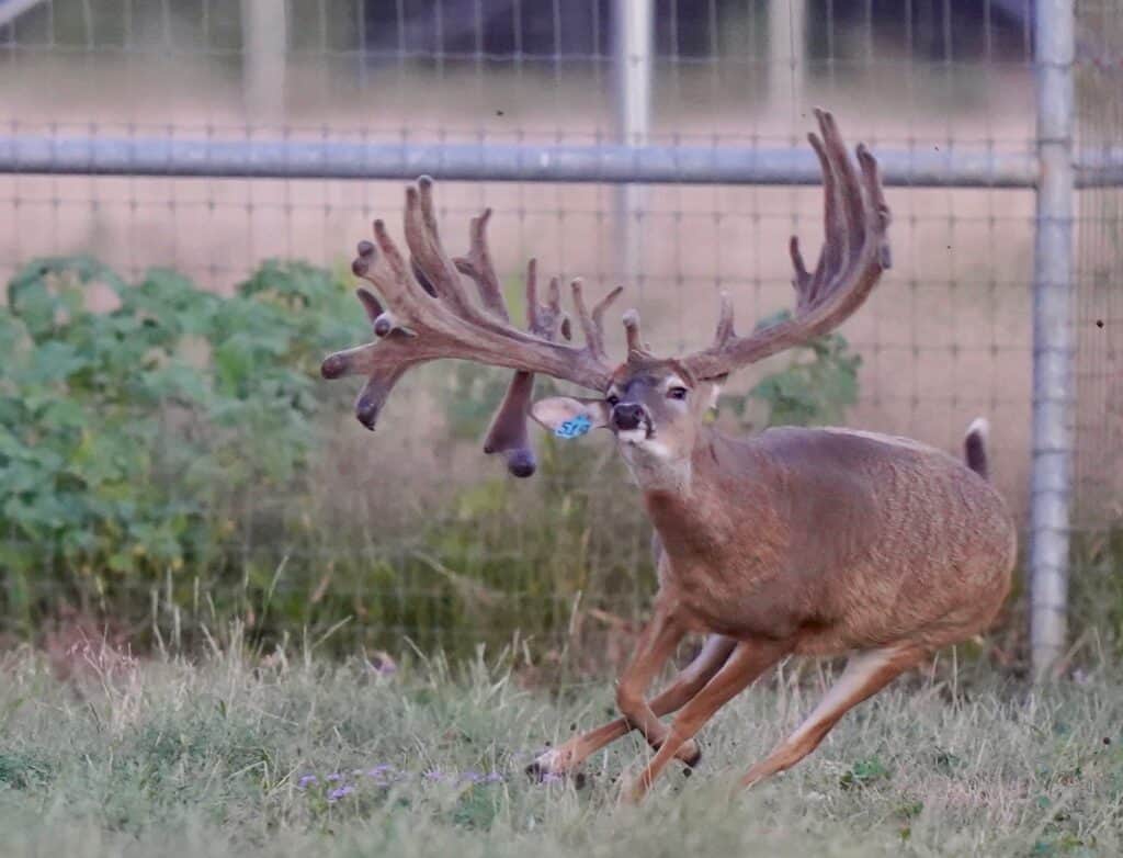 Our new McClassic breeder buck heading toward our Texas deer farm...and soon to be introduced to our McNificent daughters.
