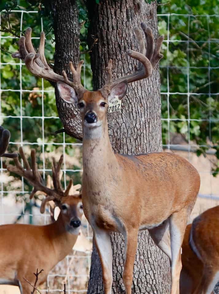 Two year old whitetail breeder buck 7012 is a new addition to our Texas deer breeders farm and will be joining our other premier Big Texas Typicals to produce top quality genetic lines and pedigrees.