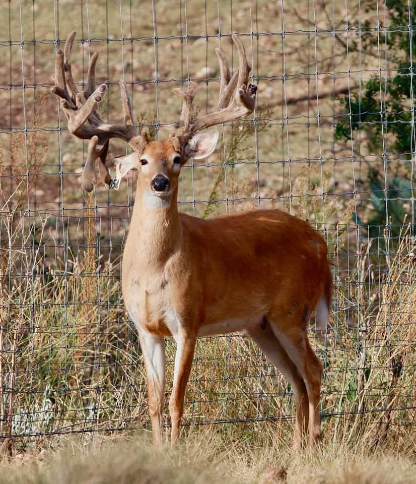 Light duty for our 2yr old whitetail breeder buck 7054. He is a new addition to our Texas deer breeding program and among our Big Texas Typicals along with other deer breeds in our deer for sale listing.