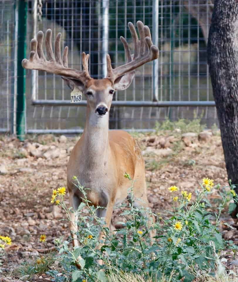 Two year old whitetail breeder buck 7068 is a new addition to our Texas deer breeders farm and will be joining our other premier Big Texas Typicals to produce top quality genetic lines and pedigrees.