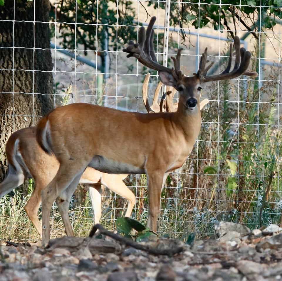 Two year old whitetail breeder buck 7028 is a recently added asset to our Texas deer breeding farm and light duty is scheduled this year. He along with our other Big Texas Typicals will be producing more of our exceptional deer for sale.