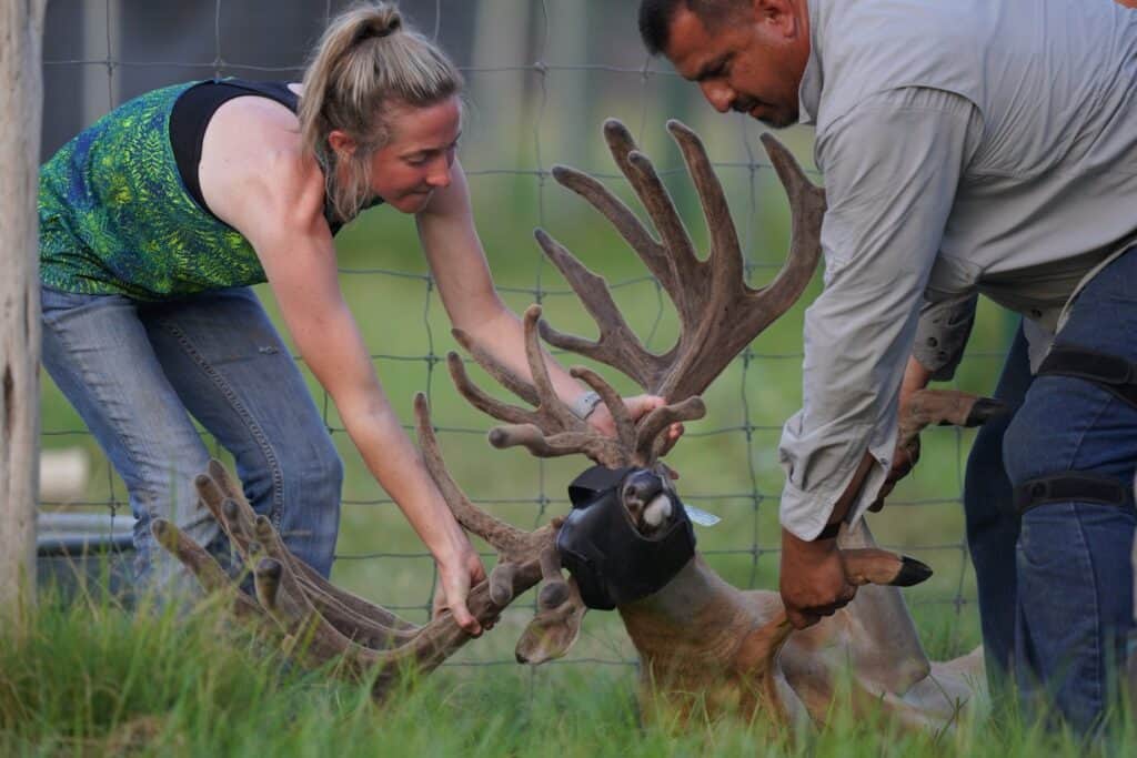 The McCrew here on my whitetail breeding farm provide exceptional care to our whitetail deer, which includes breeder bucks and stocker bucks for sale.