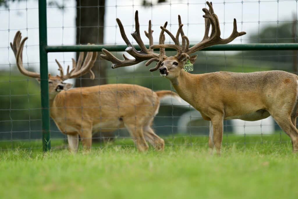 Breeder buck McNificent on our Texas deer breeder farm.