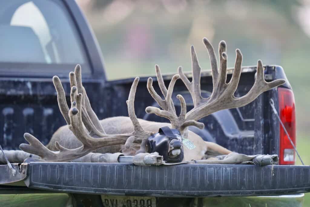 Breeder buck McNificent preparing for minor surgery on our Texas deer farm.