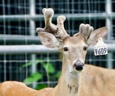 Whitetail buck V609 pictured as a 2 year old on our Texas deer farm.