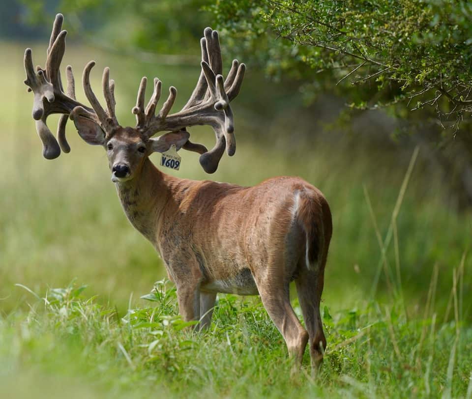 Whitetail buck V609 pictured as a 3 year old on our deer breeding farm in Texas