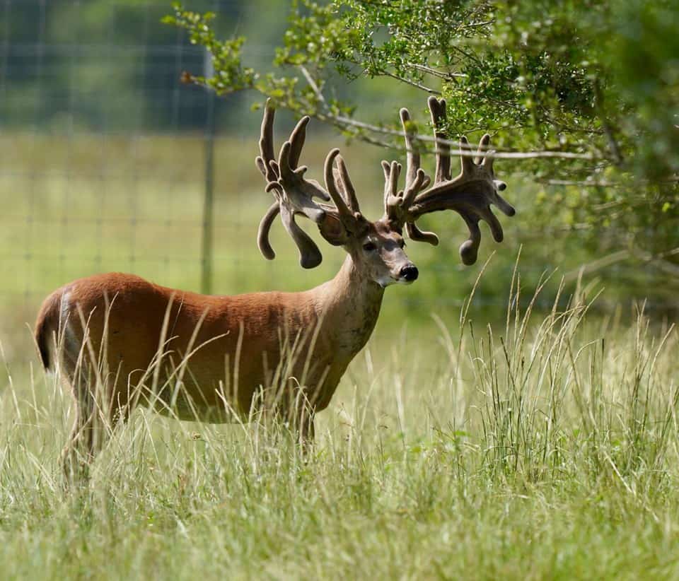 Whitetail buck V609 pictured as a 3 year old on our Texas deer farm.
