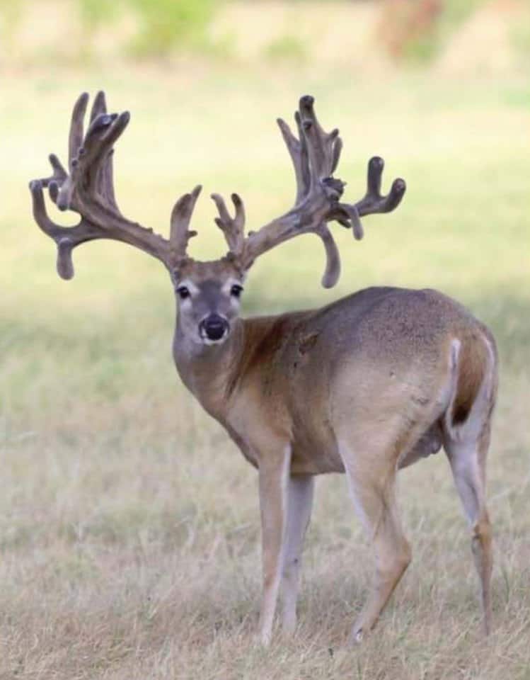 Whitetail buck breeder 6086 at age 2 years on our Texas deer breeding farm