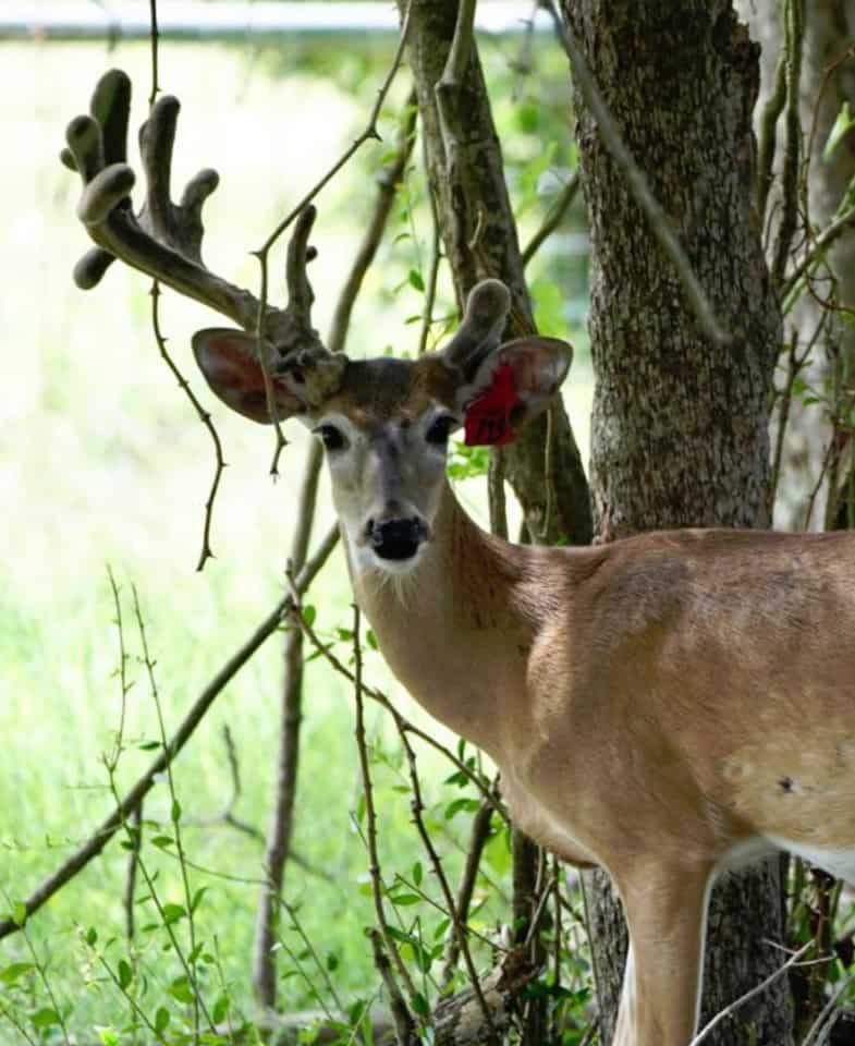 Red tag buck 715 at one year old on our Texas whitetail breeding farm.