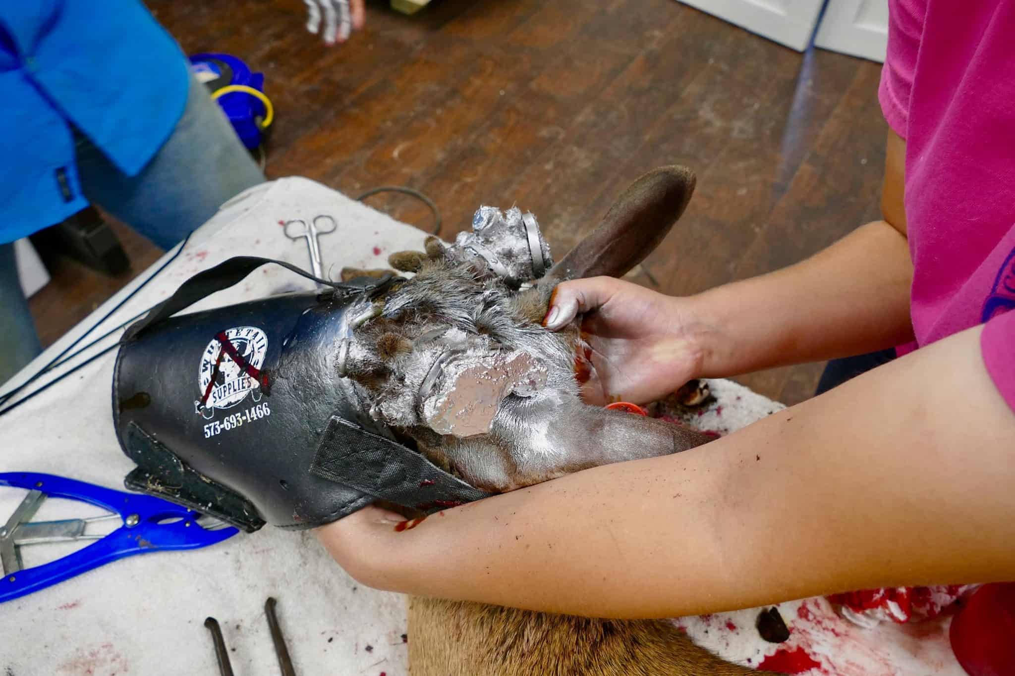 Our Red tag whitetail buck 715 at two years old had surgery on our Texas deer farm.