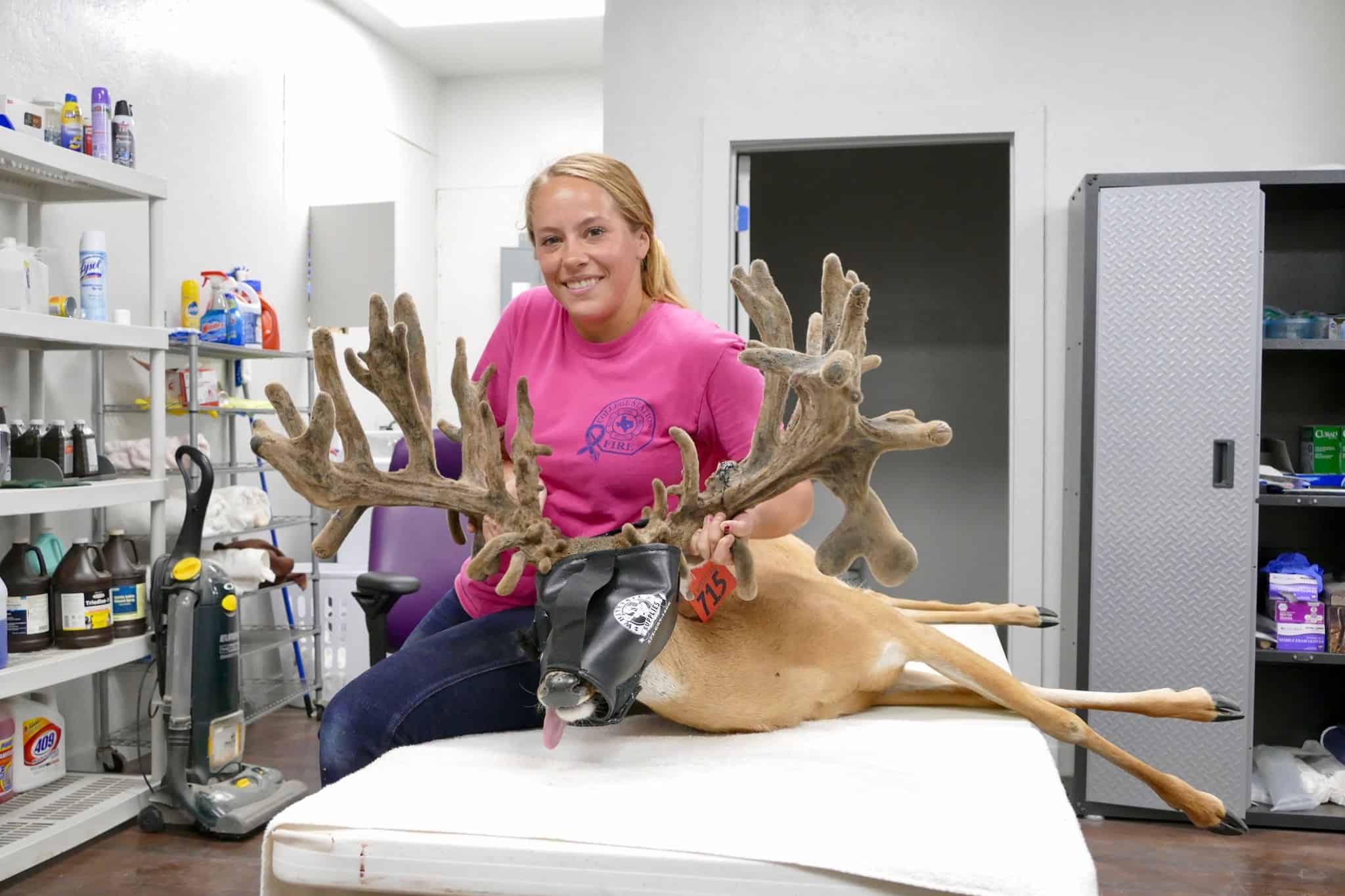 Our Red tag whitetail buck 715 at two year old is getting ready for surgery on our Texas deer farm.