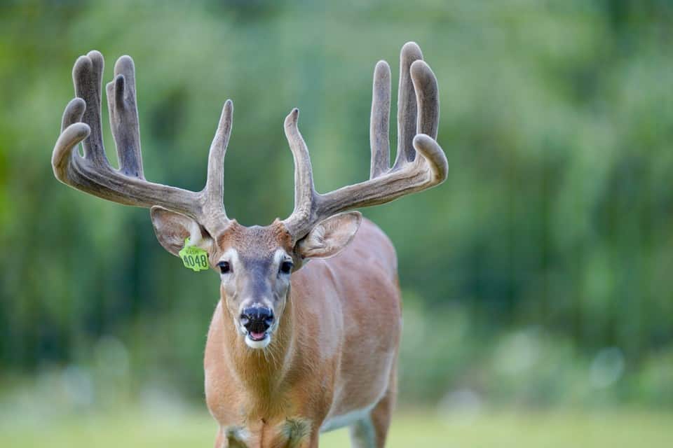 On our whitetail breeding farm, breeder buck Battle Stitch is one of our Big Texas Typicals.