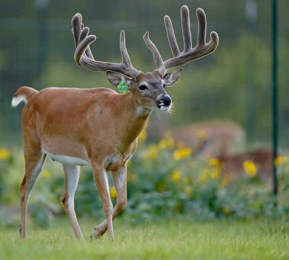 Breeder buck Battle Stitch is one of our Big Texas Typicals on our whitetail breeding farm.