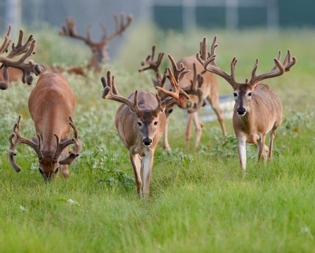 A herd of our 2 year old bucks on our Texas deer breeding farm.