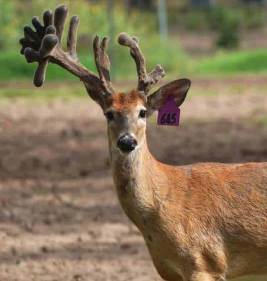 Our 2 yr old whitetail buck, Purple 645 on our Texas deer farm.