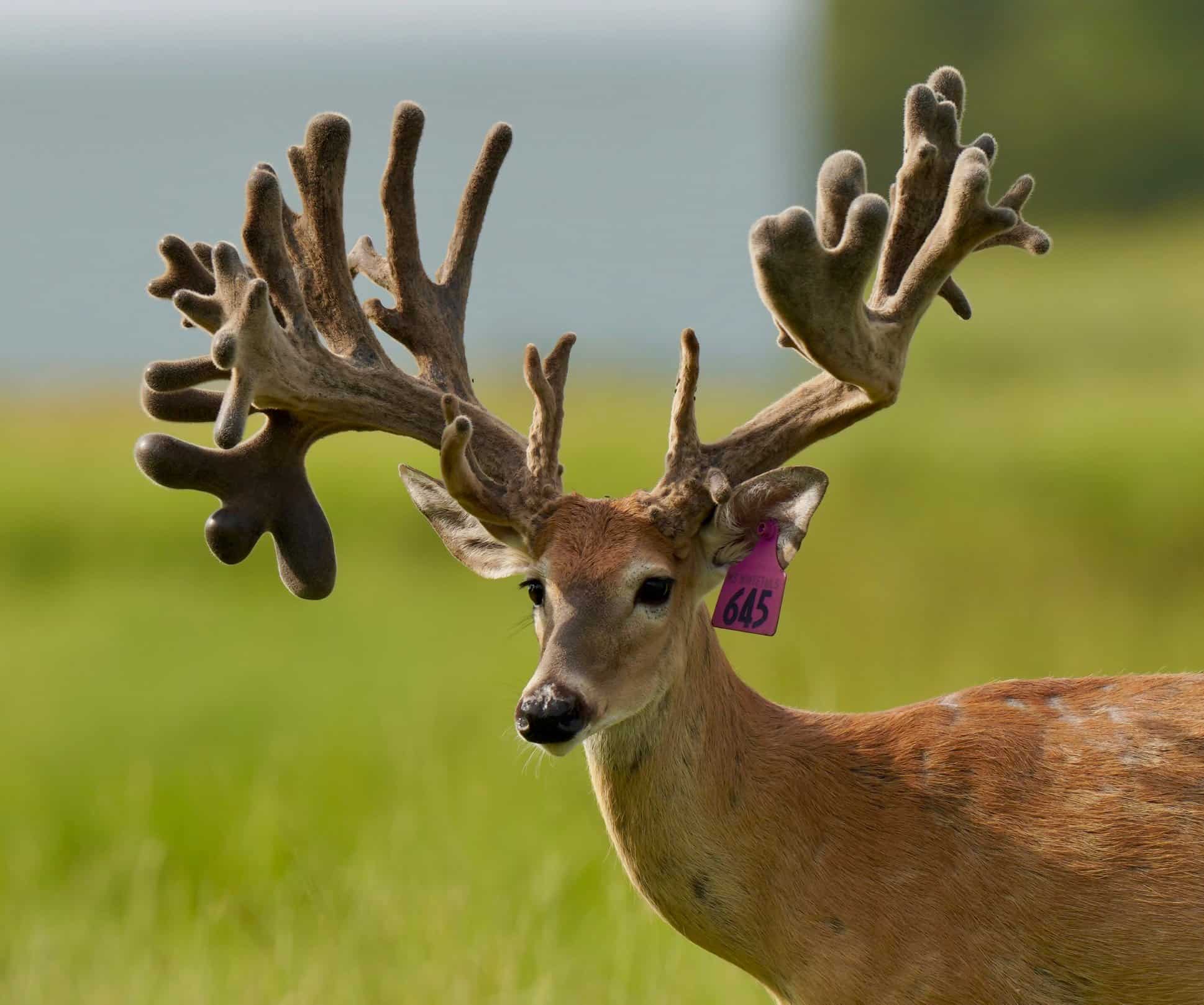 Three year old Purple 645 is one our whitetail deer from sale on our Texas deer farm.