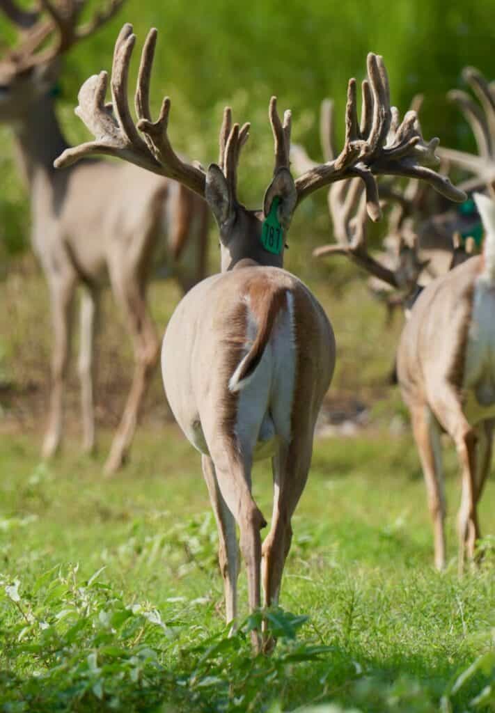 Breeder buck Green 787 on our whitetail deer farm.