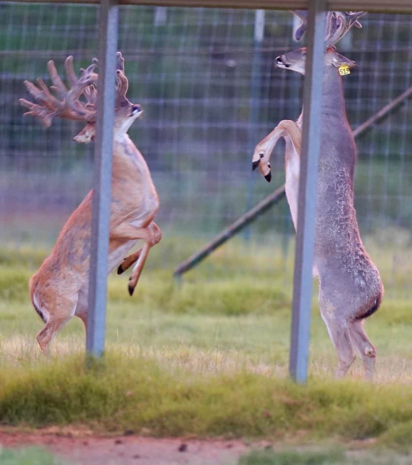 On our Texas deer farm, boys will be boys. At two years old, these brothers are available among our whitetail deer for sale.