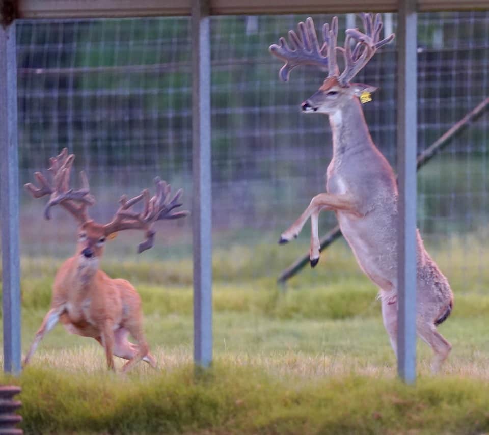 On our Texas deer breeders farm,  these two year old brothers are among our whitetail deer for sale.
