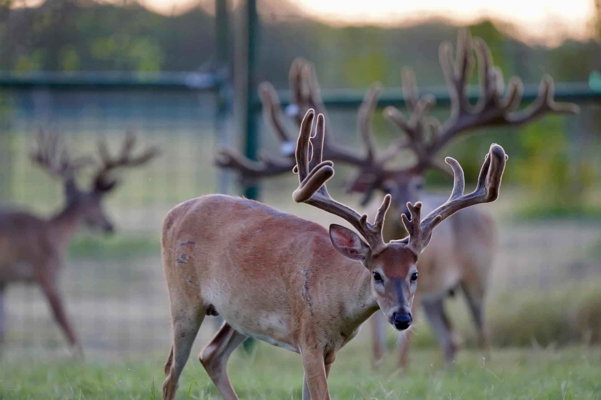 Breeder buck McNificent is overshadowing his whitetail yearling sons on our Texas deer breeders farm.