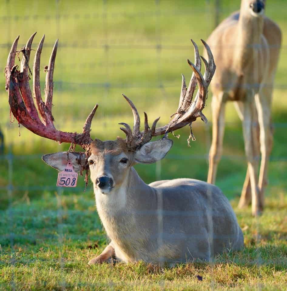 Breeder buck McDaddy looking good on our Texas deer breeding farm after smashing the left side early on.