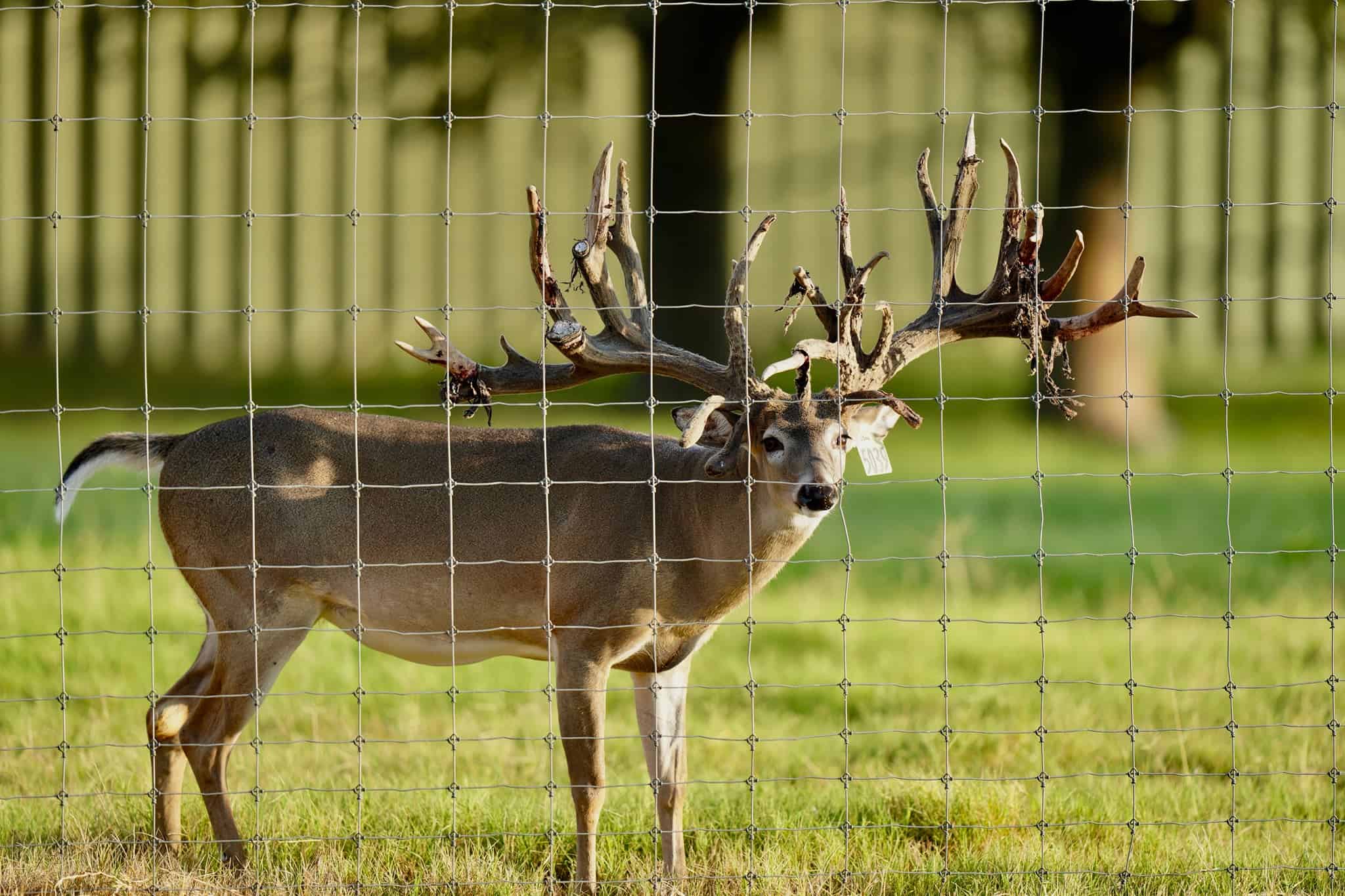 Breeder buck McNificent at 4 on our Texas deer breeding farm