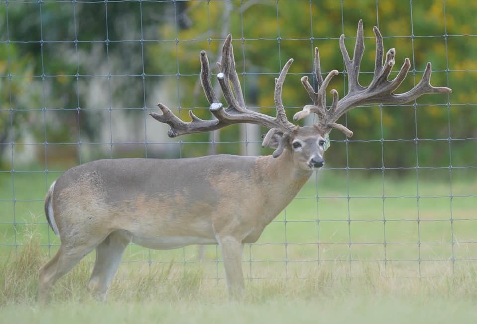 Breeder buck McNificent at our Texas deer farm