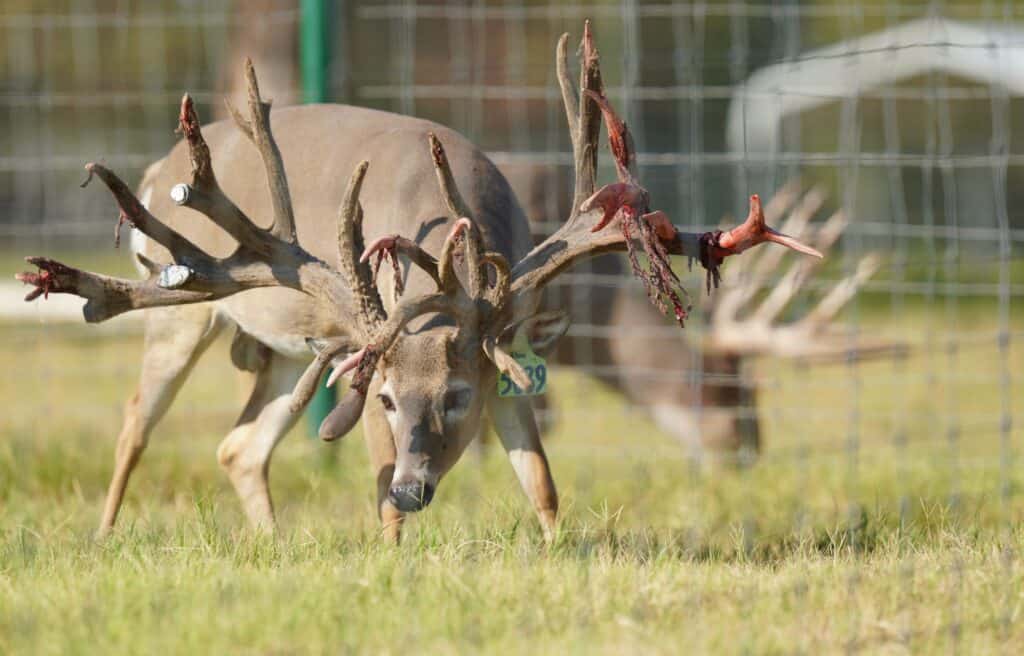 Breeder buck McNificent is outstanding in his field on our Texas deer breeders farm.