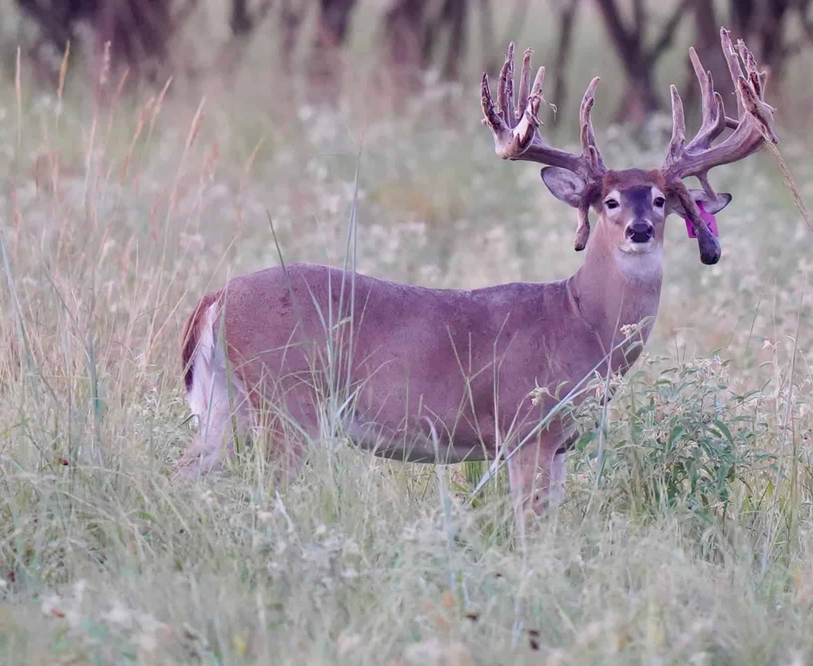 M3 Whitetails has stocker bucks for sale on our Texas deer farm.