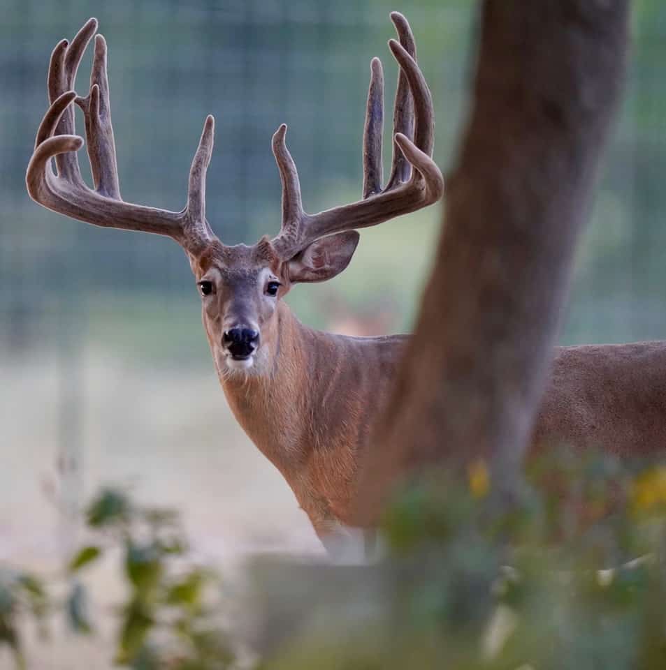 Looks like the breeder buck pen is getting ready for McBreeding season on our Texas deer farm.
