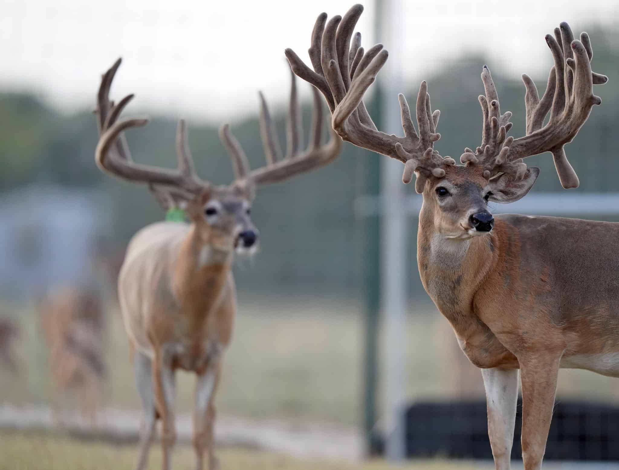 On our Texas deer breeding farm, looks like the breeder buck pen is getting ready for McBreeding season!