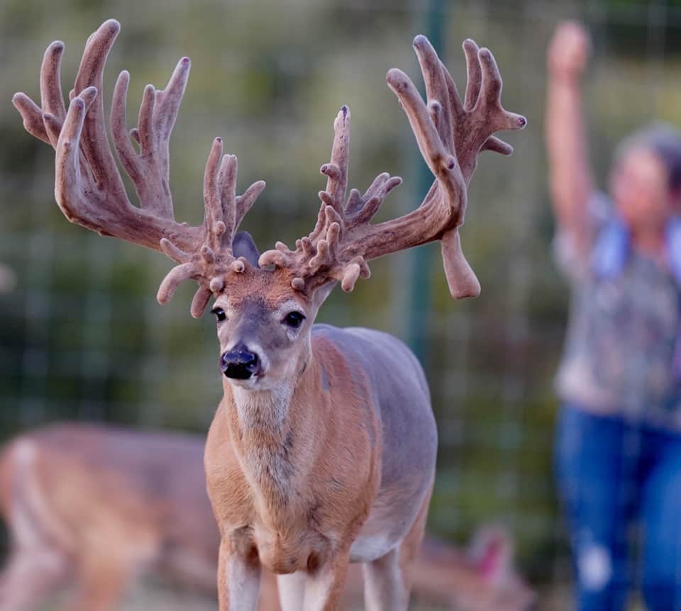 On our whitetail deer farm in Texas, the breeder buck pen is getting ready for McBreeding season!