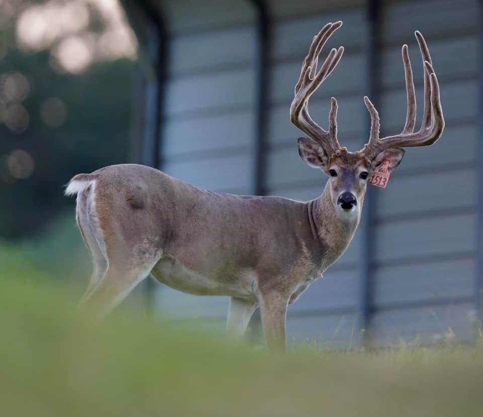 Stocker bucks for sale on our Texas deer farm