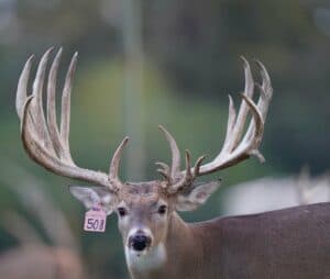 M3 Whitetails are Texas deer breeders that specialize in raising and selling whitetail Breeder Bucks, whitetail DMP Bucks, whitetail Stocker Bucks, as well as open and bred whitetail does. Big Texas Typicals are what buyers want when buying Texas DMP Bucks, Stocker Bucks, and Breeder Bucks. Our whitetail deer for sale are sure to impress prospective buyers and are priced competitively.