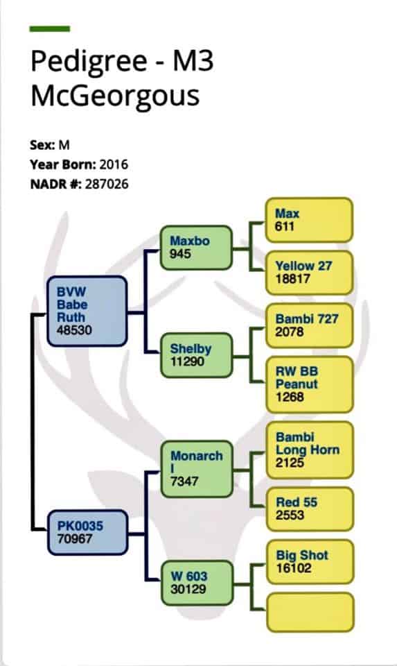 Breeder Buck McGeorgous has an exceptional pedigree 