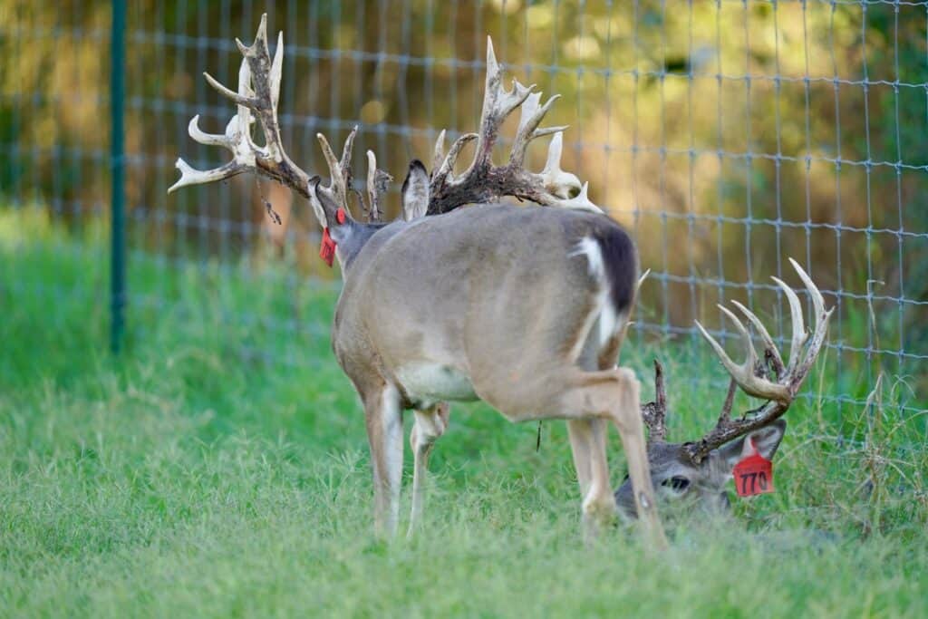 Two year old whitetail bucks Red 750 and Red 770 grazing in the pen on our Texas deer breeders farm.