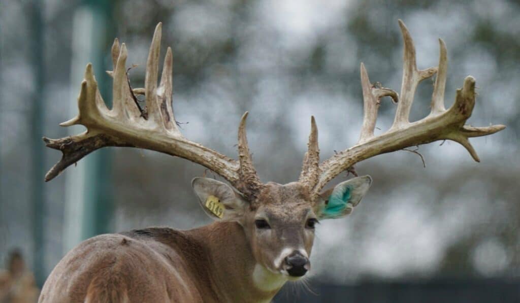 McGeorgous, one of our breeder bucks on our Texas deer farm.