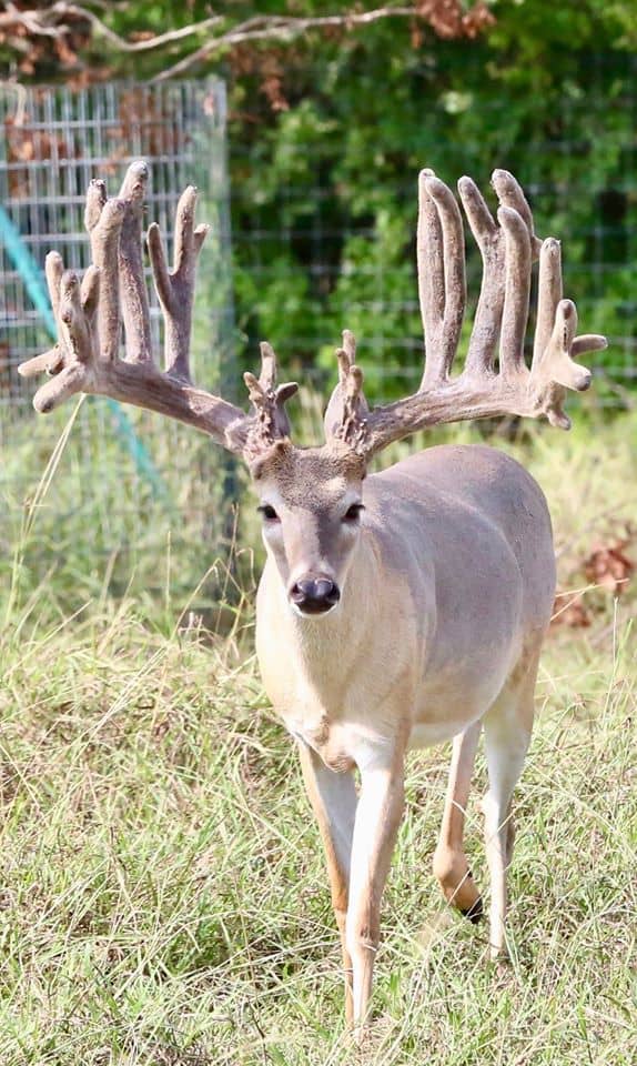 As a Texas breeding farm, Breeder buck Abracadabra has an exceptional pedigree and genetic lines.