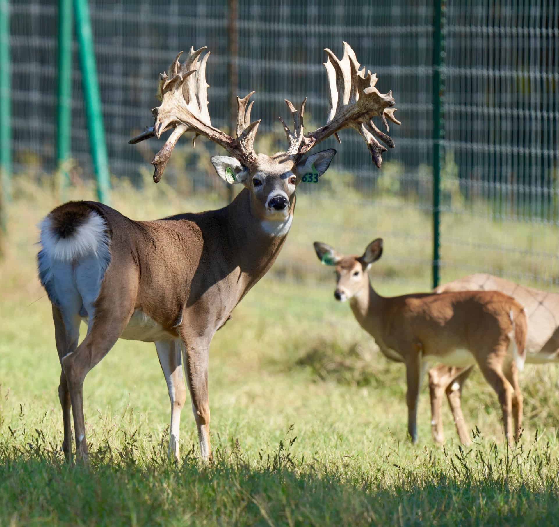 Sun is out on our Texas deer farm and my Kodak found antlers