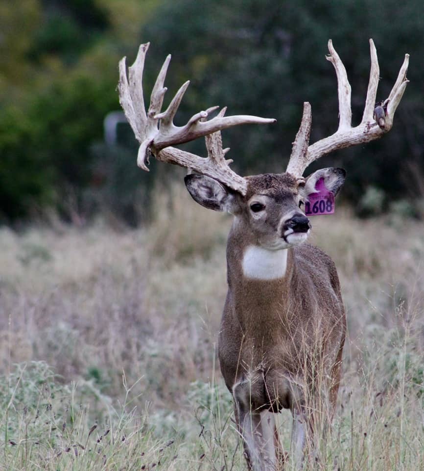 One of our two year old whitetail buck's that we sold and still looks good in a customers pasture.
