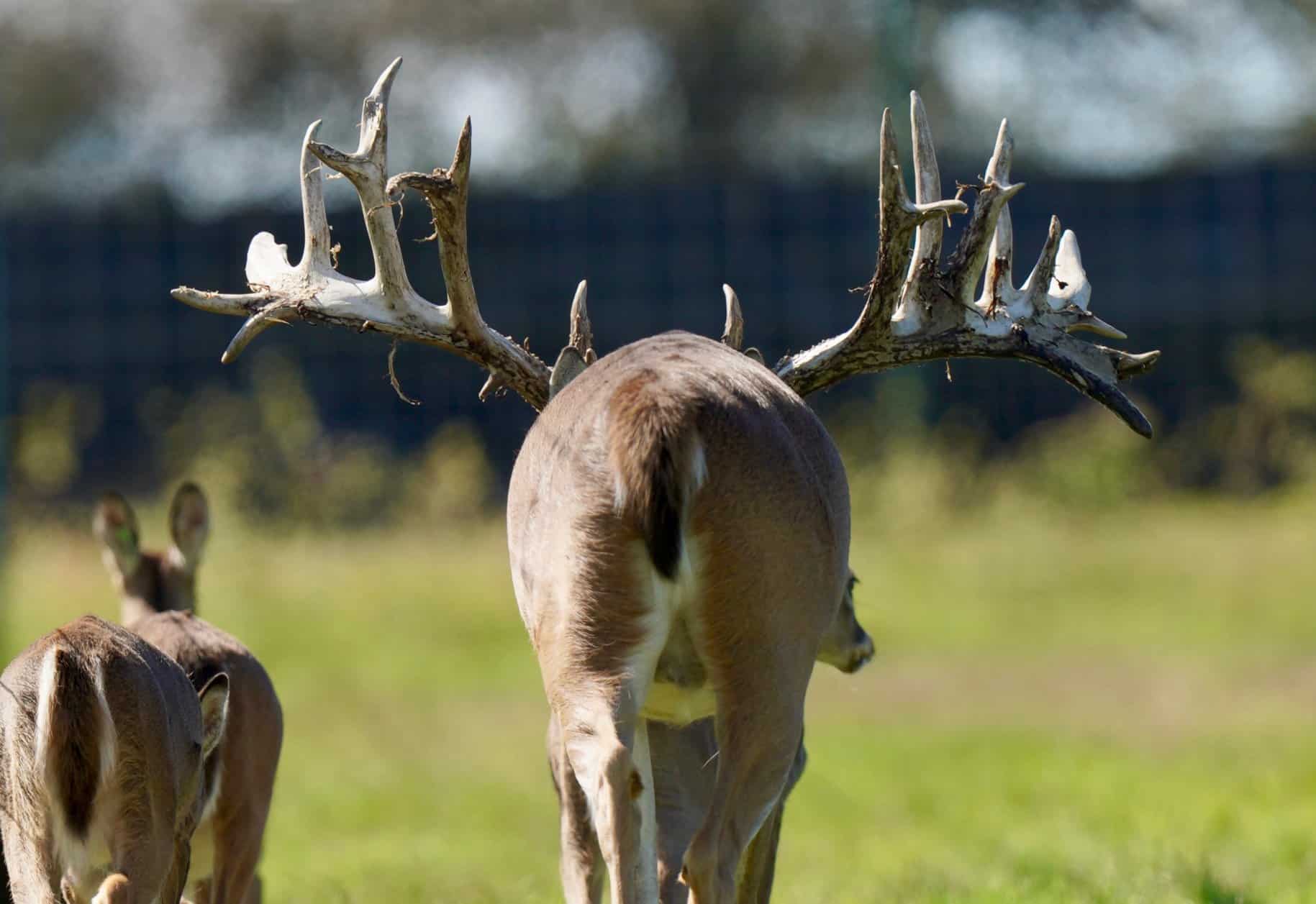Breeder bucks on our Texas deer breeders farm