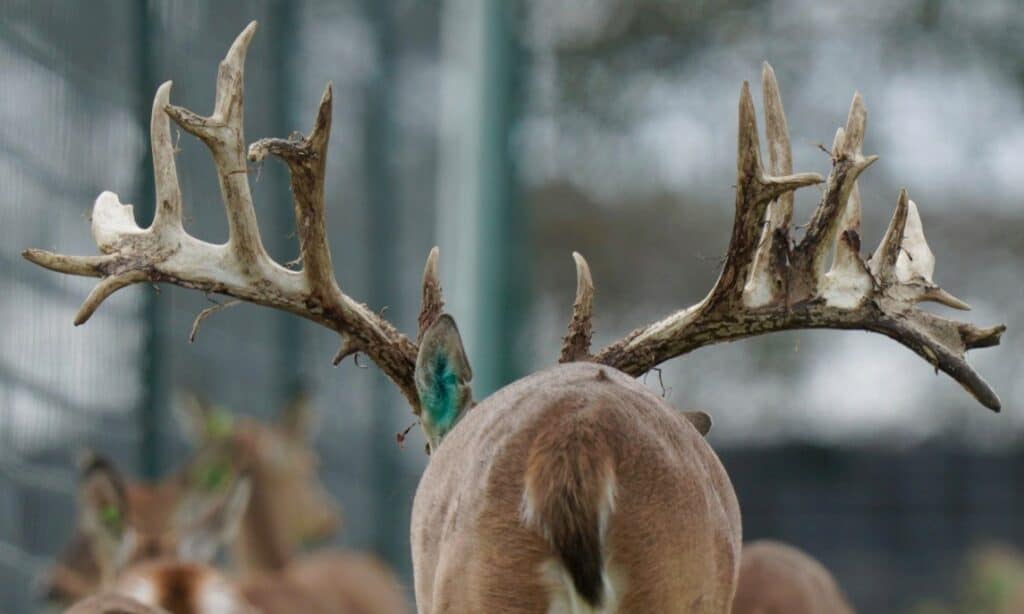 Wide angle breeder buck McGeorgous on our Texas deer breeding farm