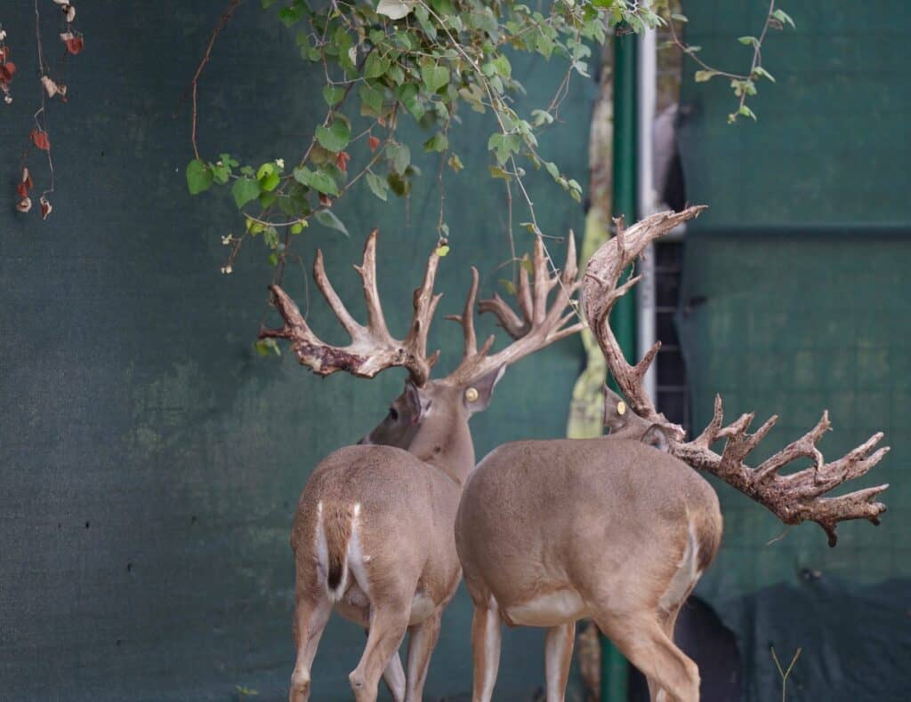 Breeder bucks McClassic Supreme Dream and McClassic Yardstick on our Texas deer breeder farm