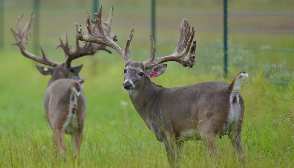Breeder Buck McClassic Yardstick on our Texas deer breeding farm.