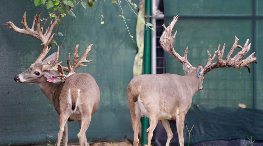 McClassic breeder buck on our Texas deer farm.