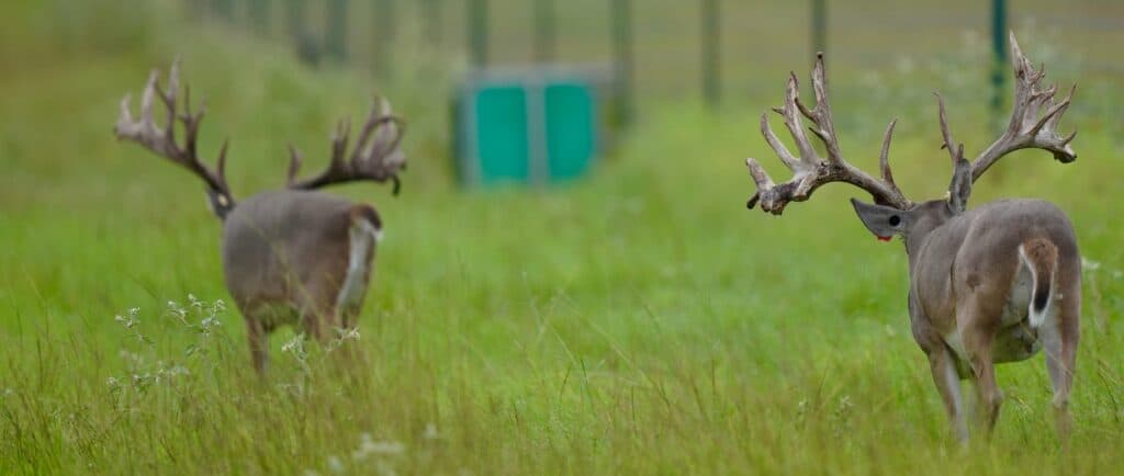 McClassic Supreme Dream and McClassic Yardstick are two of our breeder bucks on our Texas deer breeding farm.