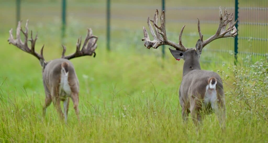 On our Texas deer breeders farm, we have two whitetail breeder bucks McClassic Supreme Dream and McClassic Yardstick
