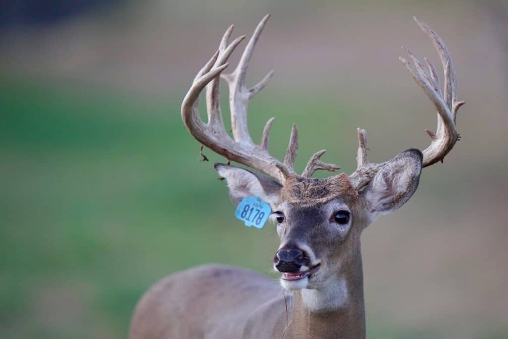 Whitetail yearling Blue 8178 in the pen on our Texas deer breeders farm