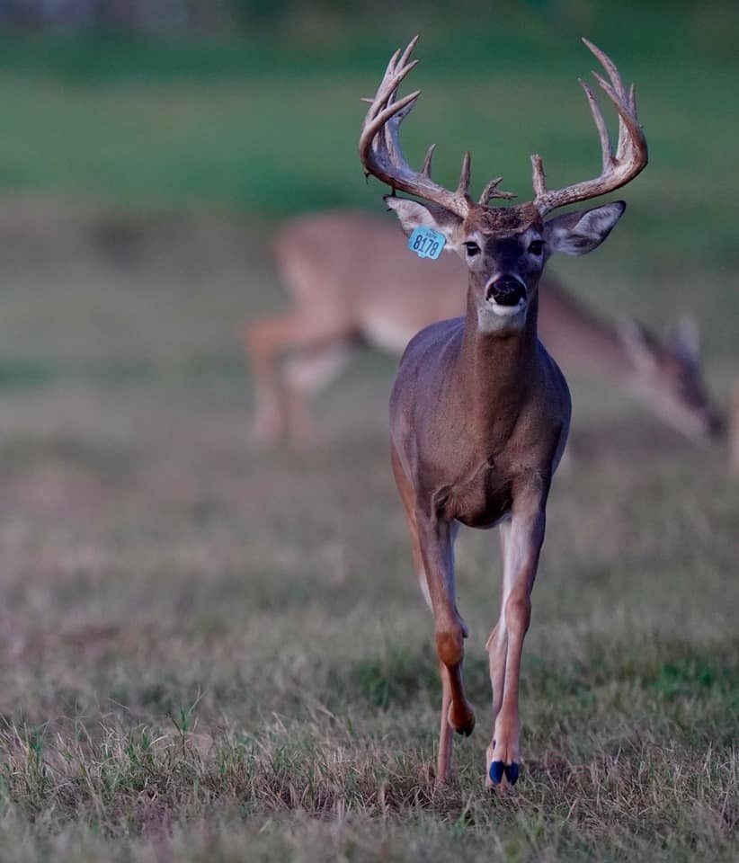 Whitetail yearling Blue 8178 on our Texas deer breeders farm.