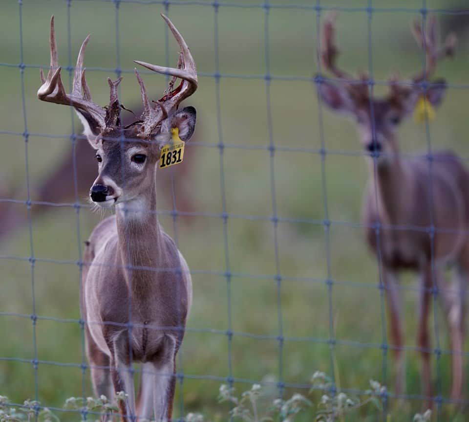 Whitetail yearling deer Yellow 1831 in the pen on our Texas deer breeders farm.
